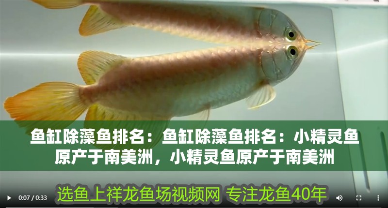 魚(yú)缸除藻魚(yú)排名：魚(yú)缸除藻魚(yú)排名：小精靈魚(yú)原產(chǎn)于南美洲，小精靈魚(yú)原產(chǎn)于南美洲