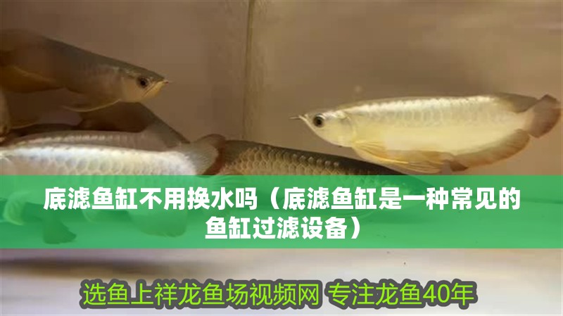 底濾魚缸不用換水嗎（底濾魚缸是一種常見的魚缸過濾設備）
