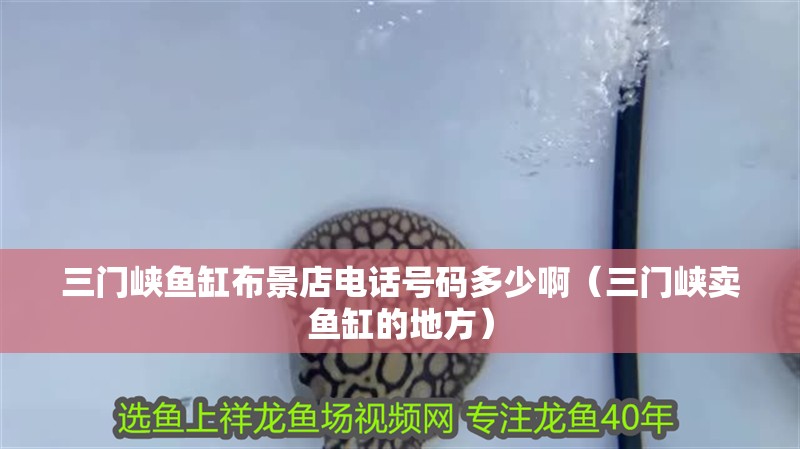 三門峽魚缸布景店電話號碼多少啊（三門峽賣魚缸的地方）