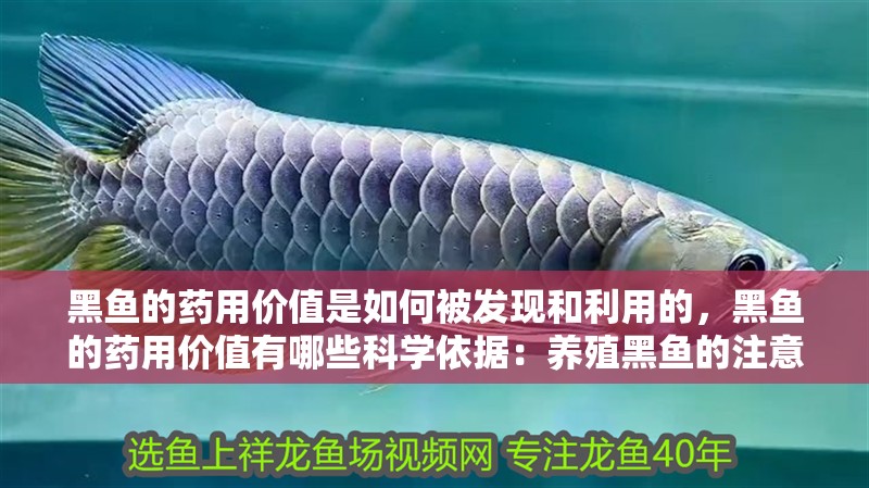黑魚的藥用價值是如何被發現和利用的，黑魚的藥用價值有哪些科學依據：養殖黑魚的注意事項