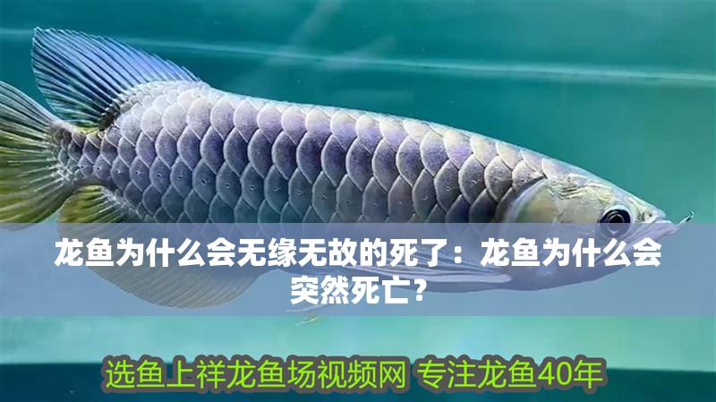 龍魚為什么會無緣無故的死了：龍魚為什么會突然死亡？