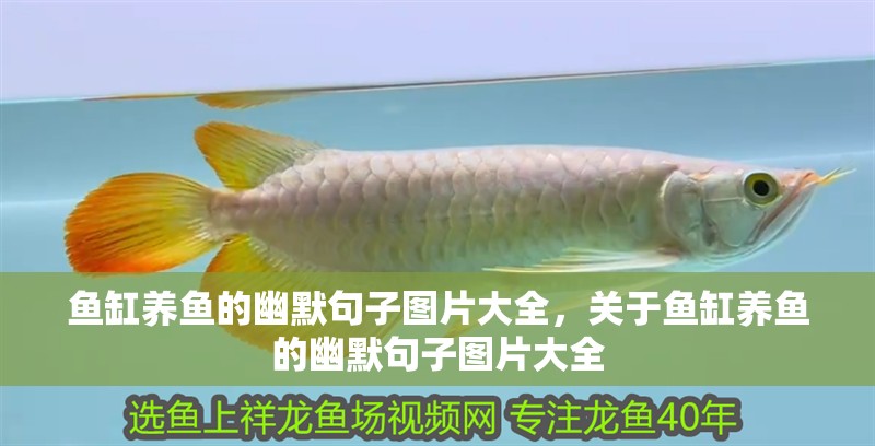 魚缸養魚的幽默句子圖片大全，關于魚缸養魚的幽默句子圖片大全
