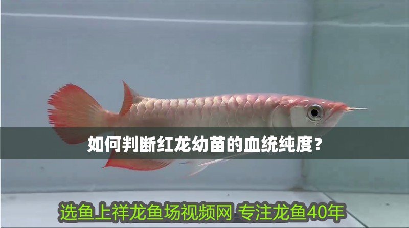 如何判斷紅龍幼苗的血統(tǒng)純度？