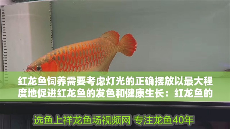 紅龍魚飼養需要考慮燈光的正確擺放以最大程度地促進紅龍魚的發色和健康生長：紅龍魚的燈光擺放