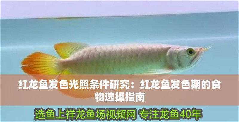 紅龍魚發(fā)色光照條件研究：紅龍魚發(fā)色期的食物選擇指南