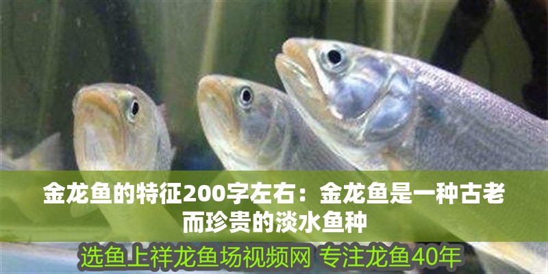 金龍魚的特征200字左右：金龍魚是一種古老而珍貴的淡水魚種