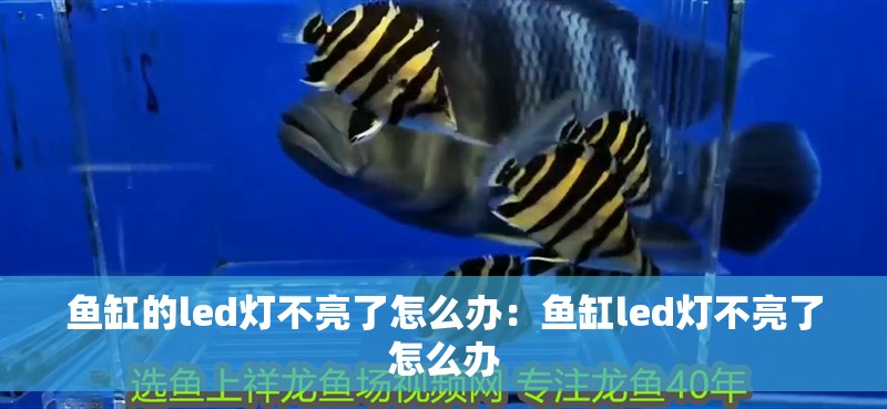魚缸的led燈不亮了怎么辦：魚缸led燈不亮了怎么辦