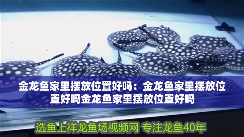 金龍魚(yú)家里擺放位置好嗎：金龍魚(yú)家里擺放位置好嗎金龍魚(yú)家里擺放位置好嗎
