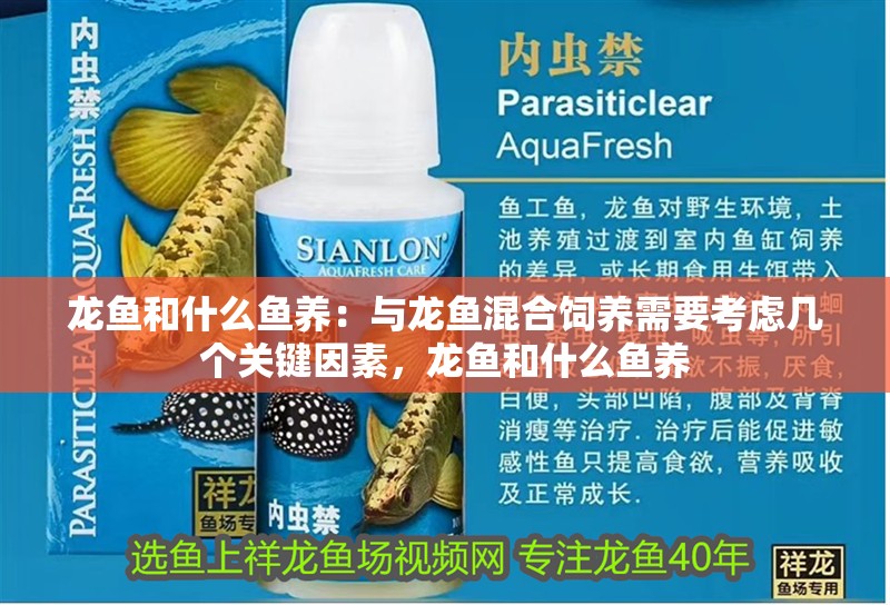 龍魚和什么魚養：與龍魚混合飼養需要考慮幾個關鍵因素，龍魚和什么魚養