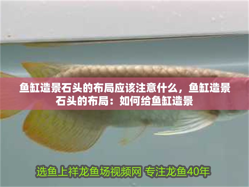 魚缸造景石頭的布局應(yīng)該注意什么，魚缸造景石頭的布局：如何給魚缸造景