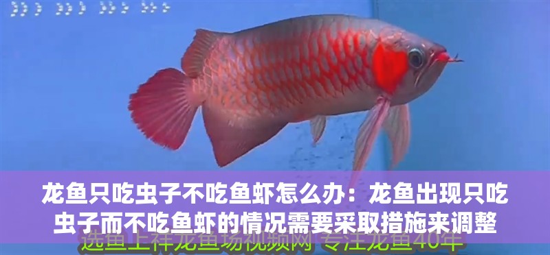 龍魚只吃蟲子不吃魚蝦怎么辦：龍魚出現(xiàn)只吃蟲子而不吃魚蝦的情況需要采取措施來調(diào)整