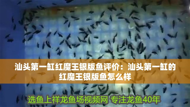 汕頭第一缸紅魔王銀版魚評價：汕頭第一缸的紅魔王銀版魚怎么樣