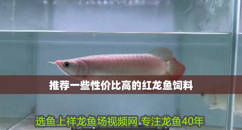 推薦一些性價比高的紅龍魚飼料