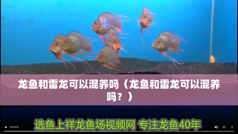 龍魚和雷龍可以混養嗎（龍魚和雷龍可以混養嗎？）
