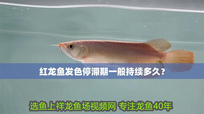 紅龍魚發色停滯期一般持續多久？