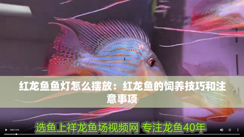 紅龍魚魚燈怎么擺放：紅龍魚的飼養技巧和注意事項