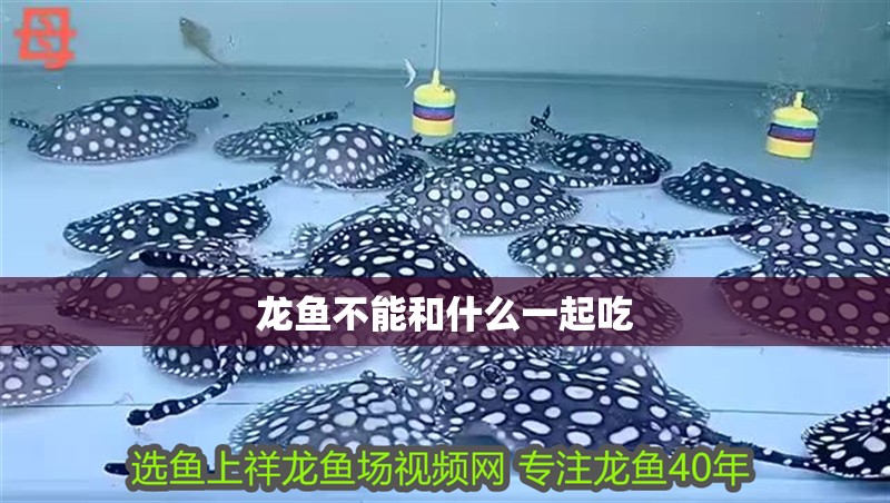 龍魚不能和什么一起吃