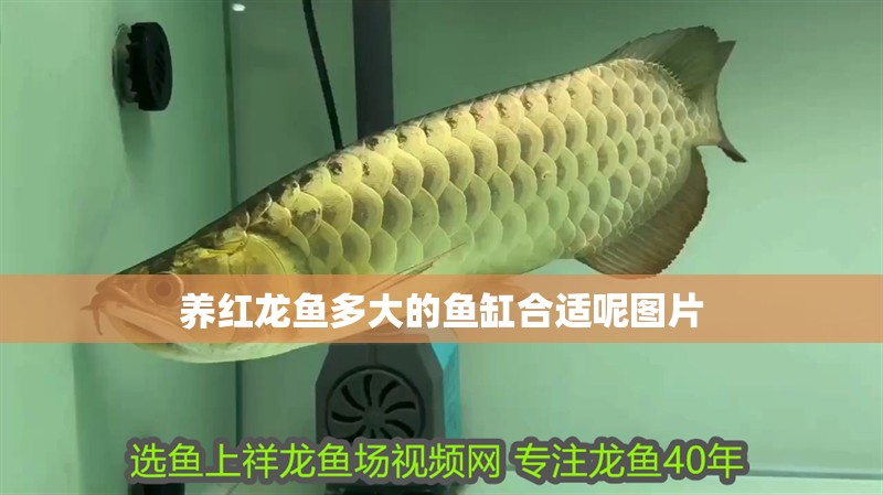 養紅龍魚多大的魚缸合適呢圖片
