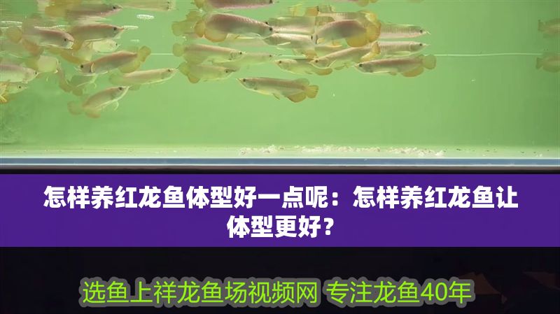 怎樣養紅龍魚體型好一點呢：怎樣養紅龍魚讓體型更好？
