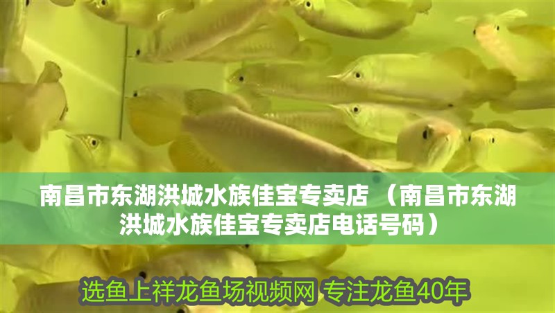 南昌市東湖洪城水族佳寶專賣店 （南昌市東湖洪城水族佳寶專賣店電話號碼）