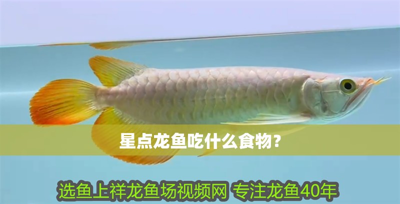 星點龍魚吃什么食物？ 星點龍魚吃什么食物？ 龍魚百科