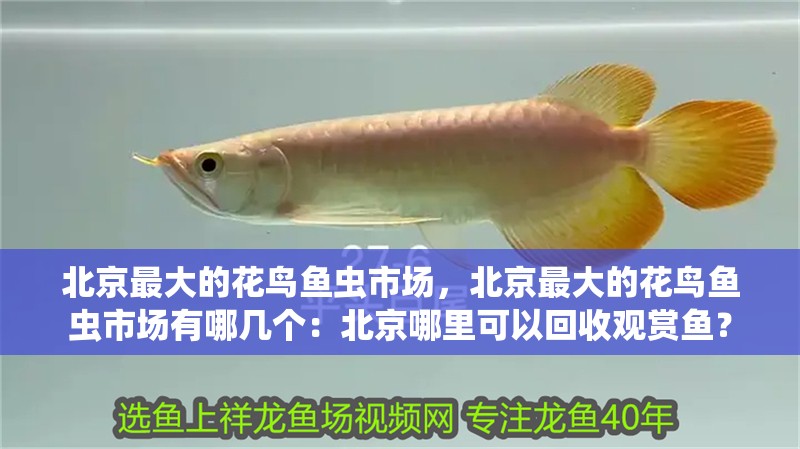 北京最大的花鳥魚蟲市場，北京最大的花鳥魚蟲市場有哪幾個(gè)：北京哪里可以回收觀賞魚？