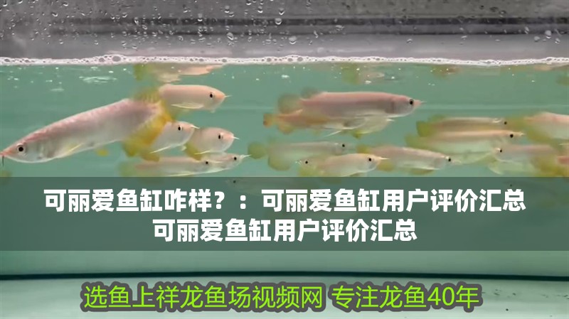 可麗愛魚缸咋樣？：可麗愛魚缸用戶評價匯總可麗愛魚缸用戶評價匯總