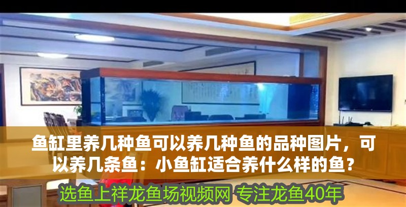 魚缸里養幾種魚可以養幾種魚的品種圖片，可以養幾條魚：小魚缸適合養什么樣的魚？