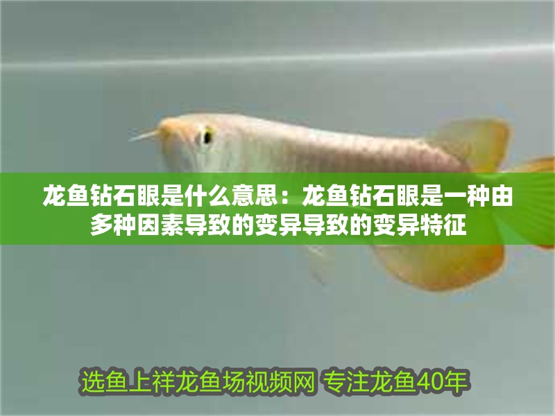 龍魚鉆石眼是什么意思：龍魚鉆石眼是一種由多種因素導致的變異導致的變異特征