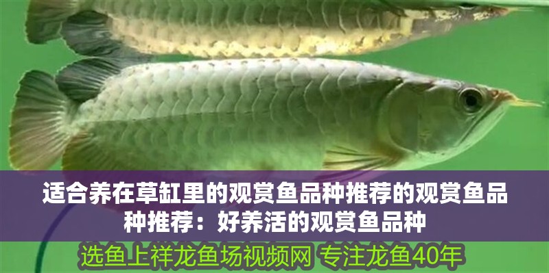 適合養在草缸里的觀賞魚品種推薦的觀賞魚品種推薦：好養活的觀賞魚品種