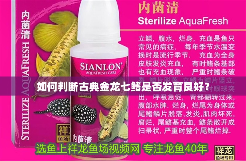 如何判斷古典金龍七鰭是否發育良好？