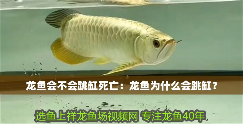 龍魚會不會跳缸死亡：龍魚為什么會跳缸？