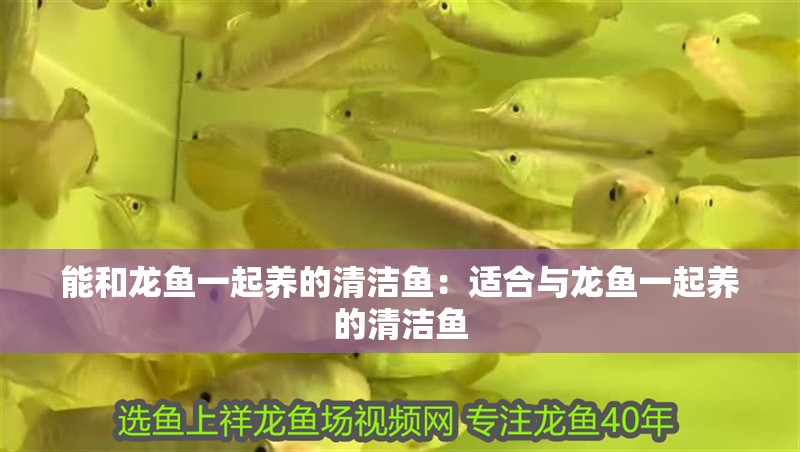 能和龍魚一起養的清潔魚：適合與龍魚一起養的清潔魚
