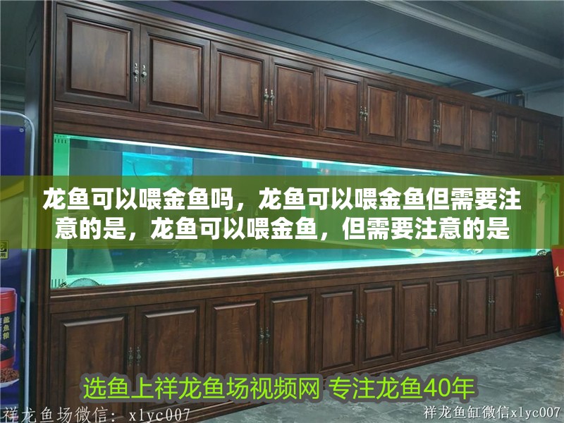 龍魚可以喂金魚嗎，龍魚可以喂金魚但需要注意的是，龍魚可以喂金魚，但需要注意的是