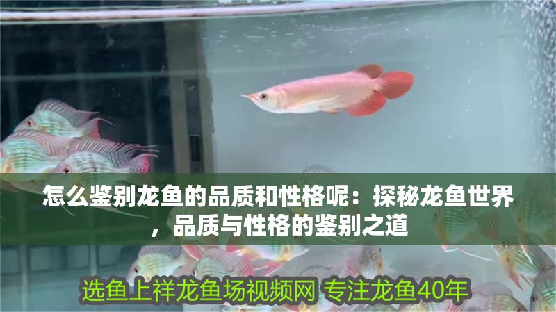 怎么鑒別龍魚的品質和性格呢：探秘龍魚世界，品質與性格的鑒別之道