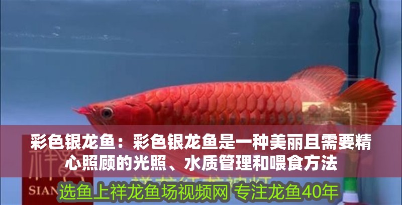 彩色銀龍魚：彩色銀龍魚是一種美麗且需要精心照顧的光照、水質(zhì)管理和喂食方法