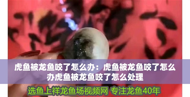 虎魚被龍魚咬了怎么辦：虎魚被龍魚咬了怎么辦虎魚被龍魚咬了怎么處理