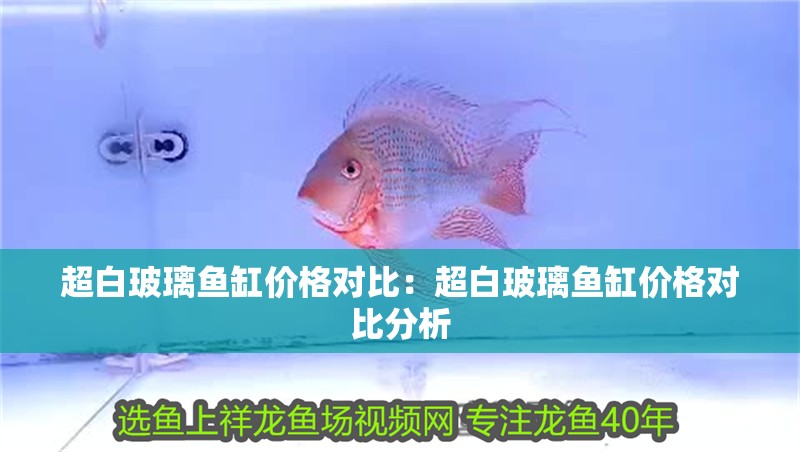 虎魚天天黑來點赤瞳黃金 超白玻璃魚缸價格對比:超白玻璃魚缸價格對比分析 魚缸百科 超白玻璃魚缸價格對比:超白玻璃魚缸價格對比分析 超白玻璃魚缸價格對比:超白玻璃魚缸價格對比分析 魚缸百科