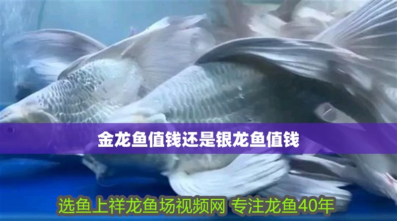 金龍魚值錢還是銀龍魚值錢