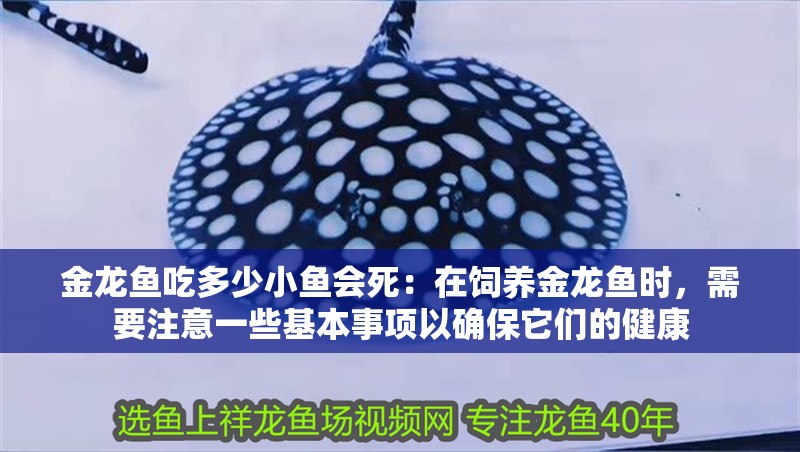 金龍魚吃多少小魚會死：在飼養金龍魚時，需要注意一些基本事項以確保它們的健康