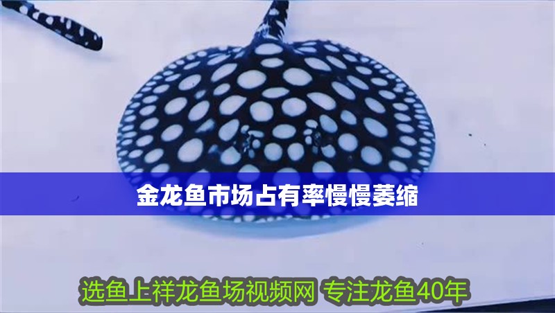 金龍魚市場占有率慢慢萎縮