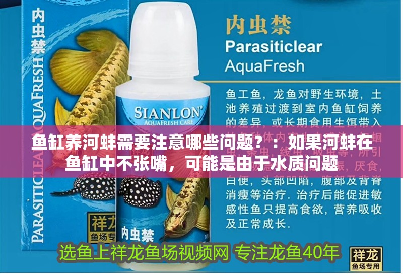 魚缸養河蚌需要注意哪些問題？：如果河蚌在魚缸中不張嘴，可能是由于水質問題