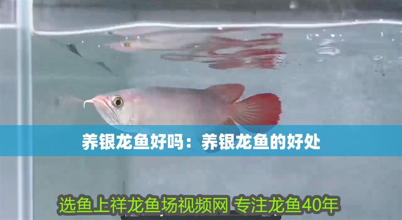 養銀龍魚好嗎：養銀龍魚的好處