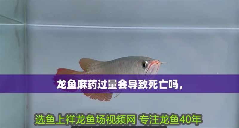 龍魚麻藥過量會導致死亡嗎，