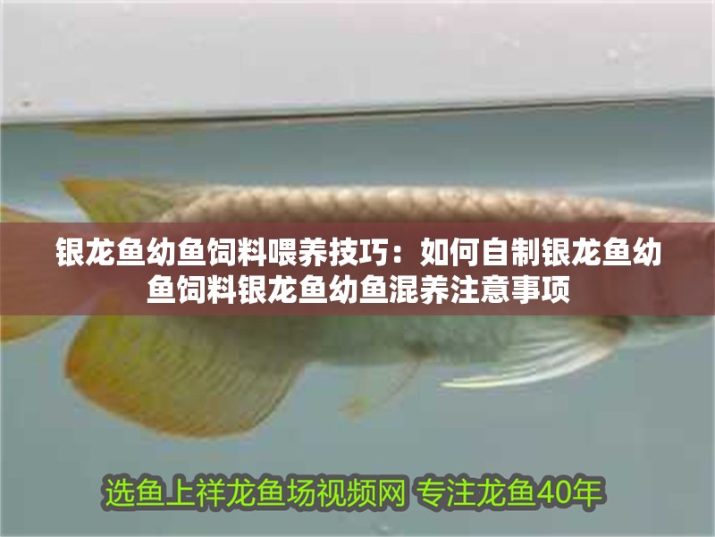 銀龍魚幼魚飼料喂養技巧：如何自制銀龍魚幼魚飼料銀龍魚幼魚混養注意事項