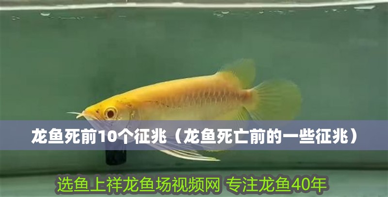龍魚死前10個征兆（龍魚死亡前的一些征兆）