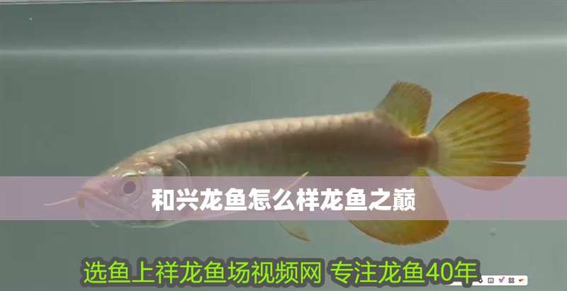 和興龍魚怎么樣龍魚之巔