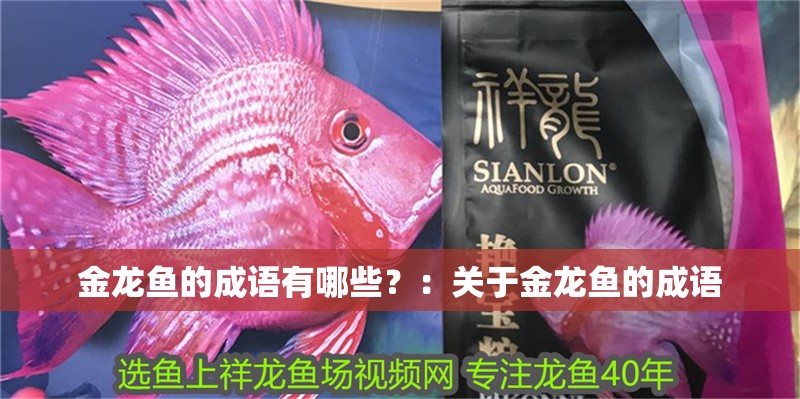 金龍魚的成語有哪些？：關于金龍魚的成語