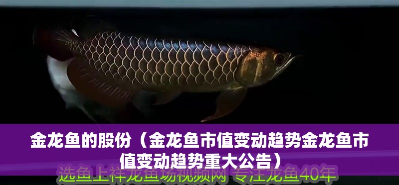 金龍魚的股份（金龍魚市值變動趨勢金龍魚市值變動趨勢重大公告）