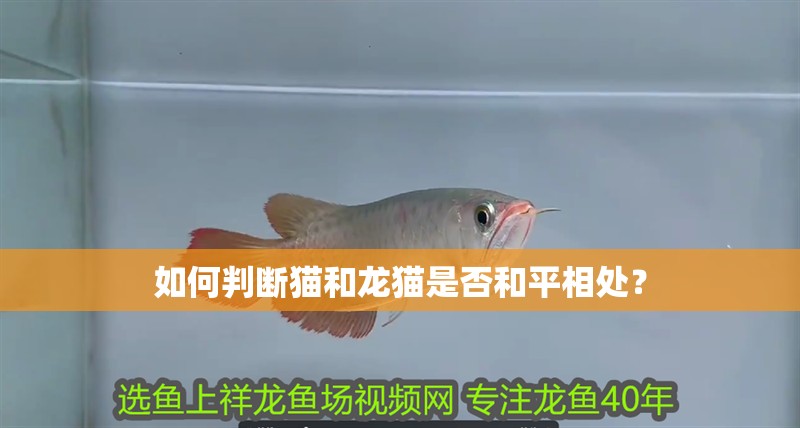 如何判斷貓和龍貓是否<strong><mark>和平</mark></strong>相處？